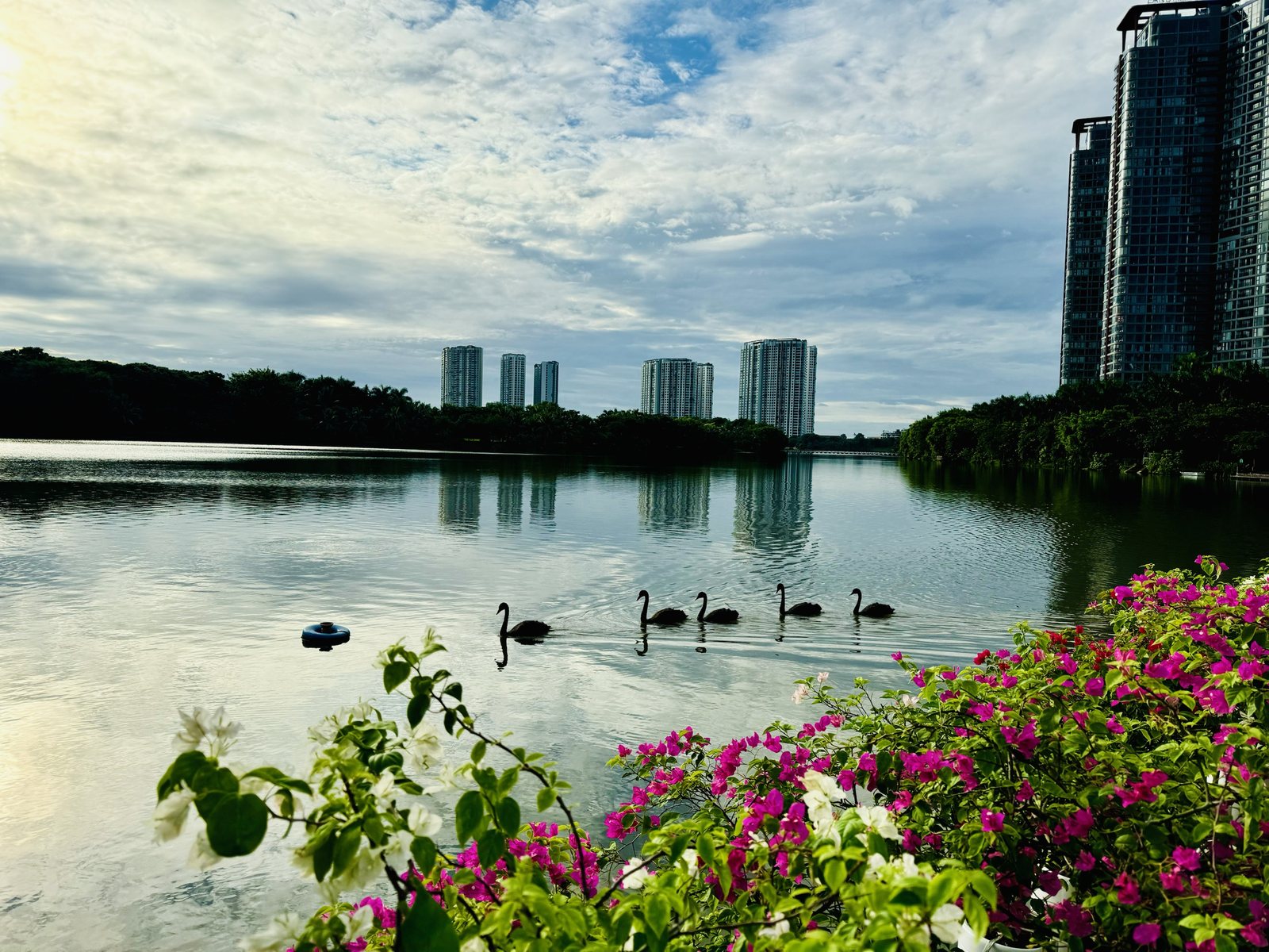 Hồ Thiên Nga Ecopark với đàn thiên nga đen và hoa giấy