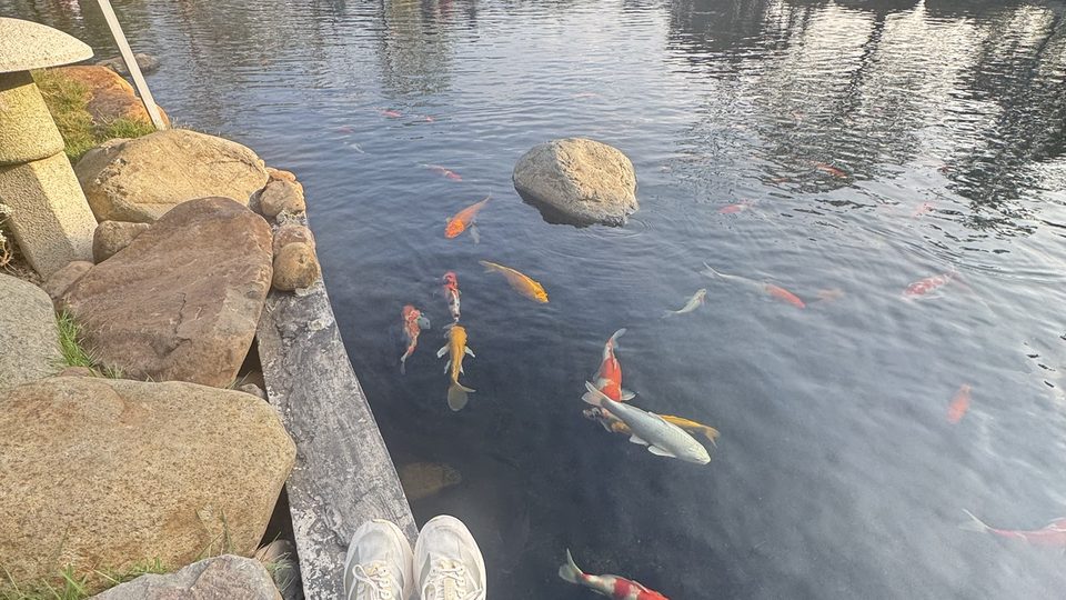 Hồ cá Koi trong vườn Nhật Ecopark